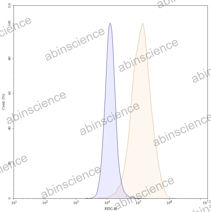 Anti-Human SLC34A2/NaPi2b Antibody (SAA0766), FITC