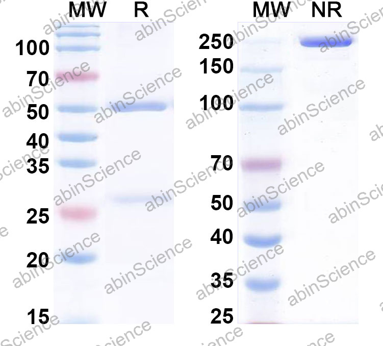 Anti-Human CDC123 Monoclonal Antibody (1A549)