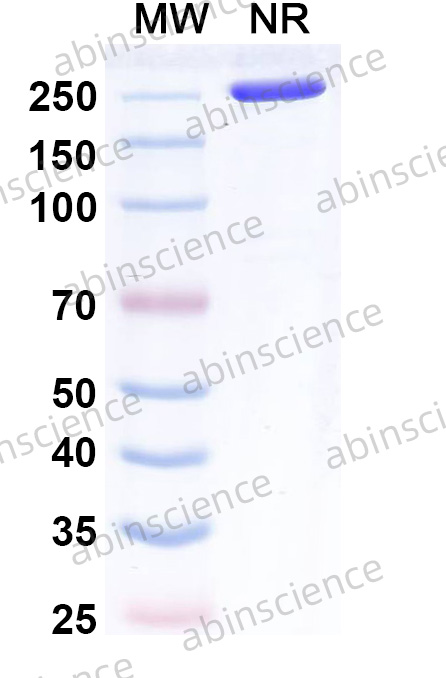 Anti-Human Coagulation Factor IX&Coagulation Factor X Reference Antibody (Denecimig, RUO)