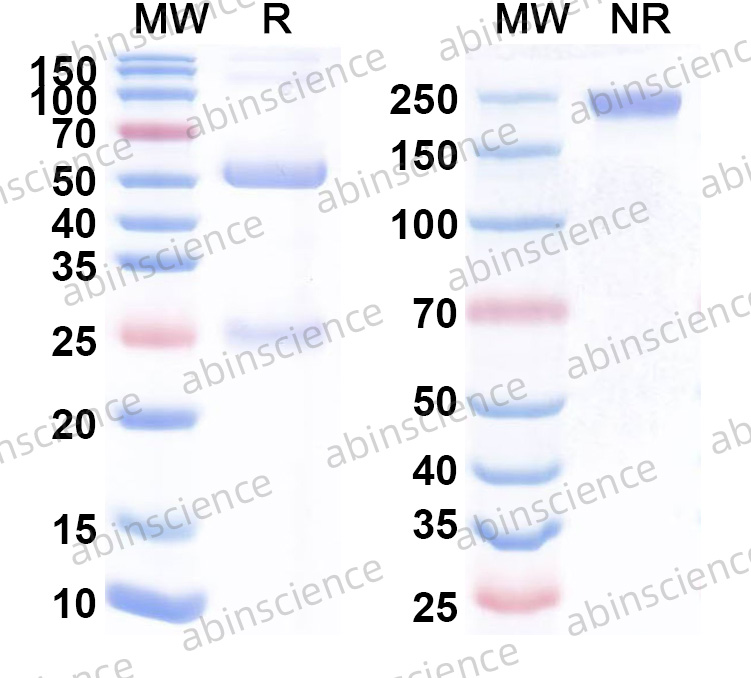Native Human IgG Protein