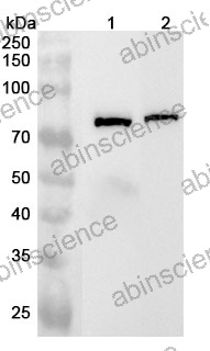 Anti-Human AP1G2 Polyclonal Antibody
