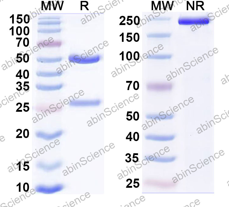 Anti-Human SH2D1A Monoclonal Antibody (1A650)