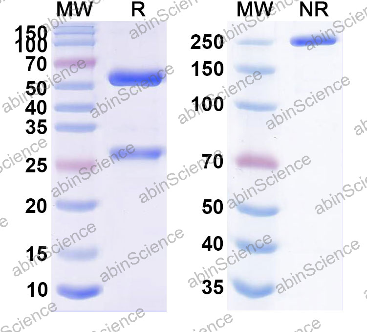 Anti-Human SH2D1A Monoclonal Antibody (1A651)