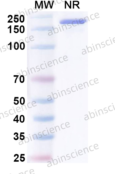 InVivoMAb Anti-Human Apolipoprotein E/ApoE Antibody (HJ15.4)