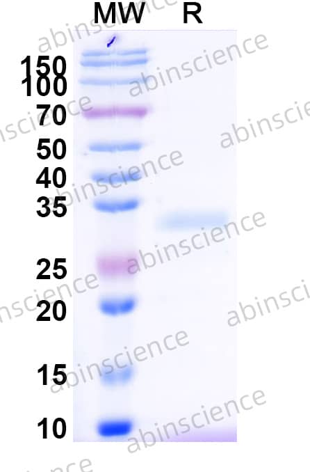 Human CD8 alpha Recombinant Protein (C-Strep)