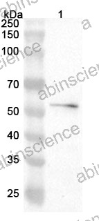 Anti-Human Fibrinogen beta chain Reference Antibody (Biciromab, RUO)