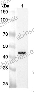 Anti-Human EIF3G Polyclonal Antibody