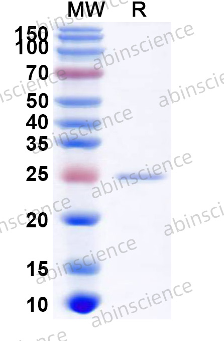 Research Grade Aldafermin