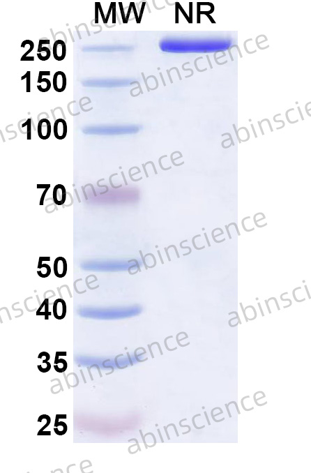 Anti-Human TNF-alpha Reference Antibody (SCT630, RUO)