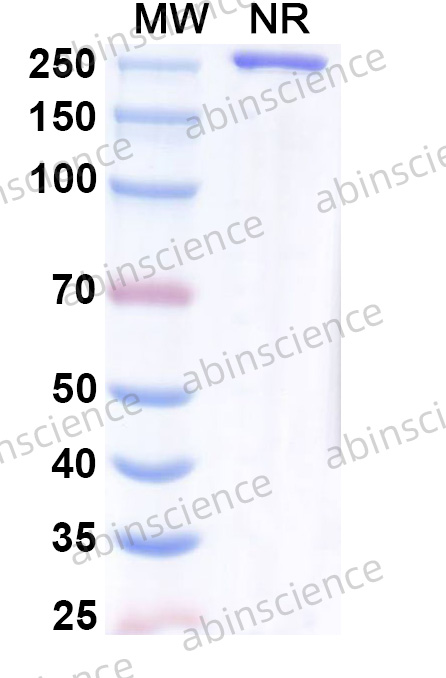 Anti-Human Coagulation Factor IX&Coagulation Factor X Bispecific Reference Antibody (Zemocimig, RUO)