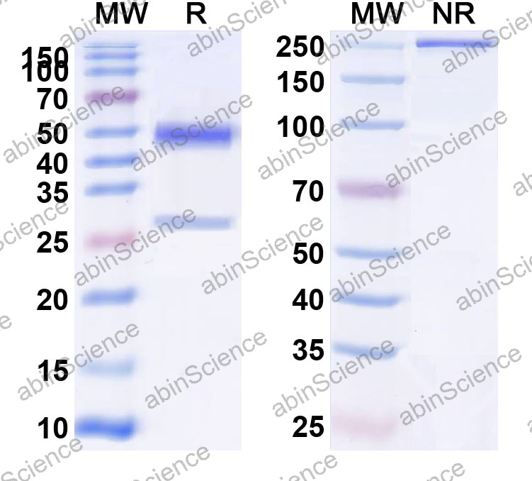 Anti-Human PTH Monoclonal Antibody (1A677)