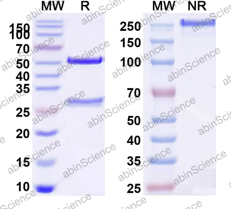 Anti-Human PTH Monoclonal Antibody (1A091)