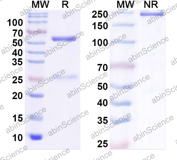 Anti-Human latent TGF-beta 1 Recombinant Antibody (SAA2434)