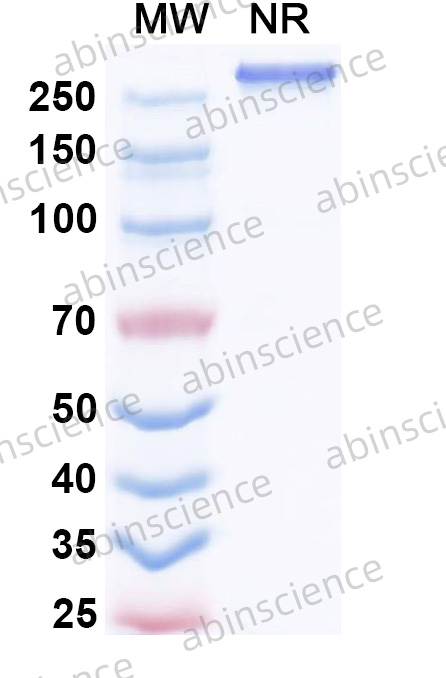 Research Grade Anti-PD-L1 & TGF-Beta Bispecific Antibody (Tqb2858)