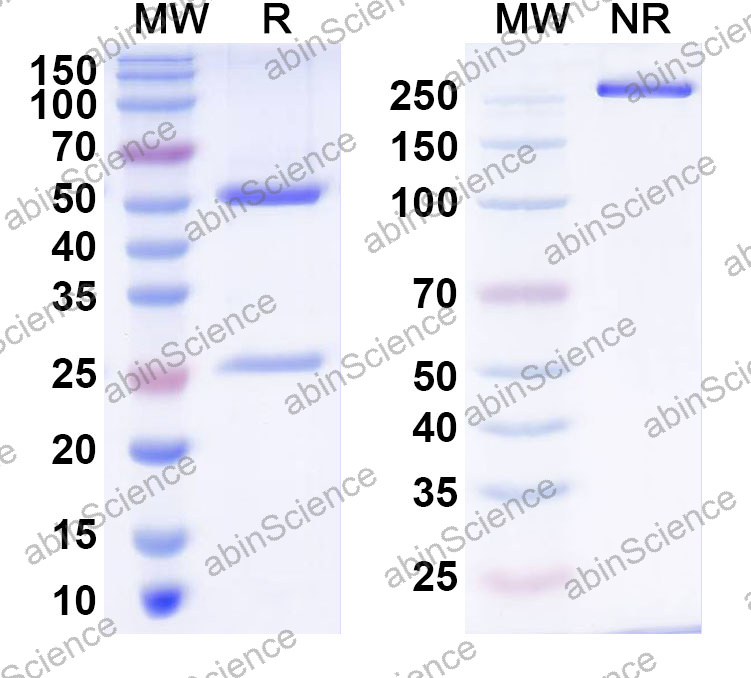 Anti-Human F8 Monoclonal Antibody (1A604)