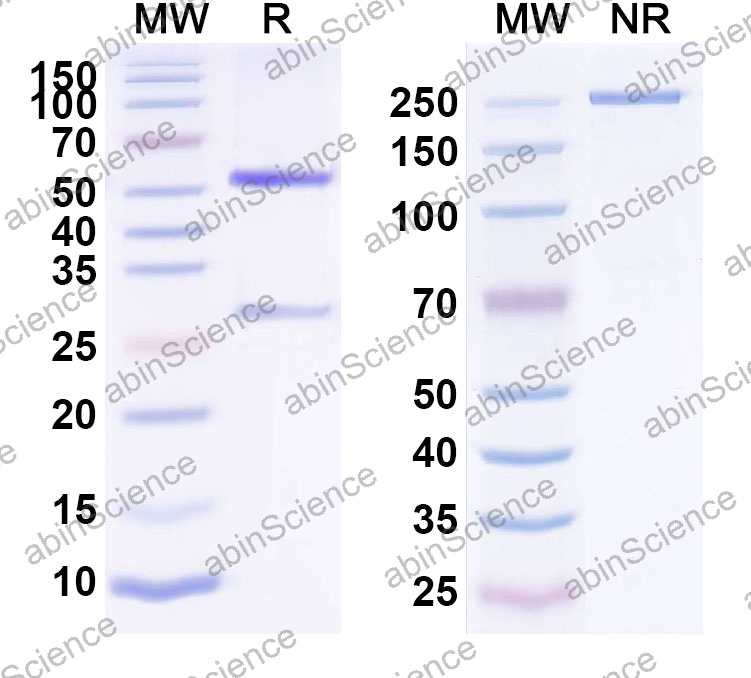 Anti-Human F8 Monoclonal Antibody (1A605)