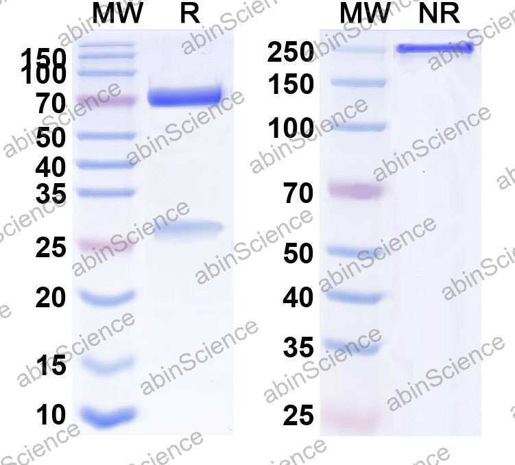 Anti-Human CD25/IL2RA Monoclonal Antibody (1A683)