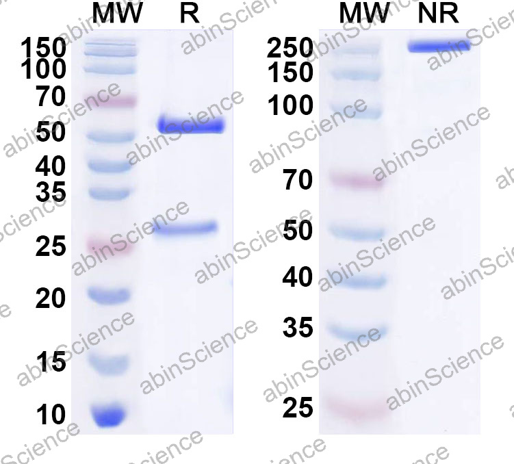 Anti-Human CD25/IL2RA Monoclonal Antibody (1A684)