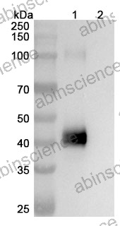 Anti-Human HLA-G & CD3 epsilon Bispecific Reference Antibody (Obertamig, RUO)