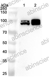 Anti-Human RAD18 Polyclonal Antibody