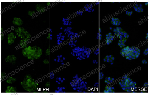 Anti-Human MLPH Recombinant Nanobody (SAA1233)