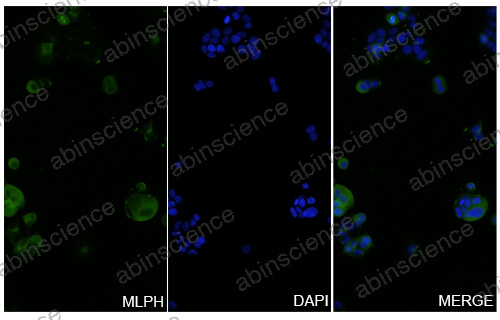 Anti-Human MLPH Recombinant Nanobody (SAA1233)