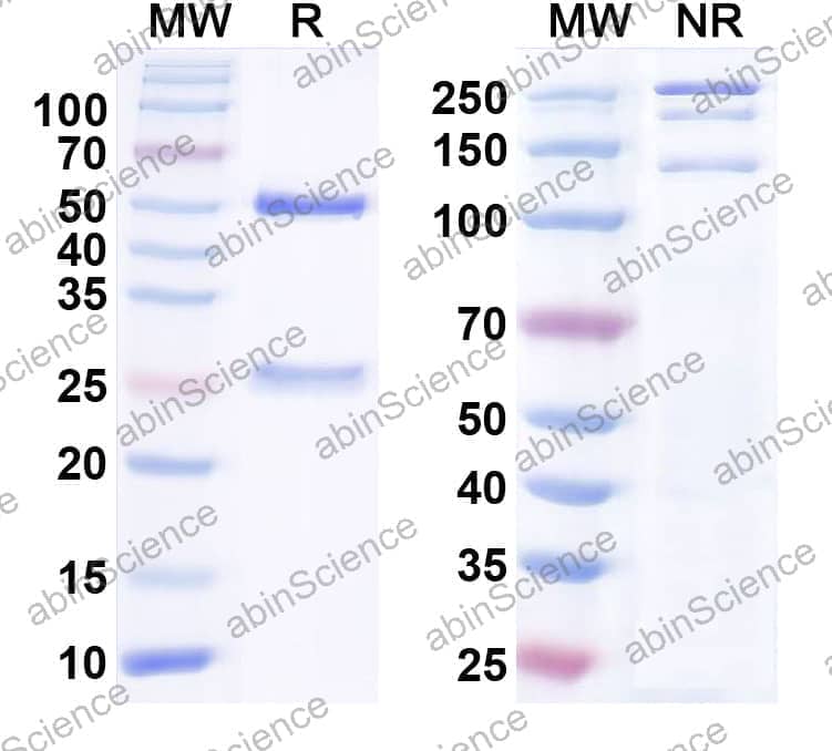 Anti-NrCAM Recombinant Antibody (N343/94)