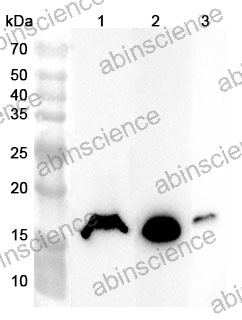 Anti-Human CHCHD10 Polyclonal Antibody