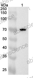 Anti-Human SELENON Polyclonal Antibody