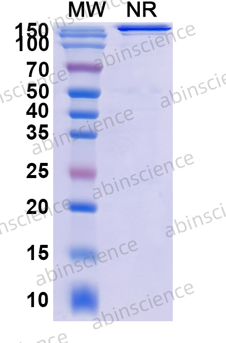Anti-Human Stabilin-1/FEEL1 Reference Antibody (Bexmarilimab, RUO)