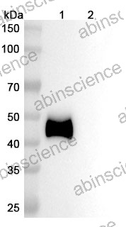 Anti-Human DLL3 & CD3 epsilon Bispecific Reference Antibody (Obrixtamig, RUO)