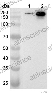 Anti-Human NEK1 Polyclonal Antibody