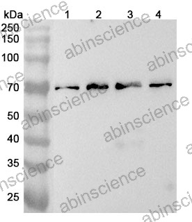Anti-Human UBQLN4 Polyclonal Antibody