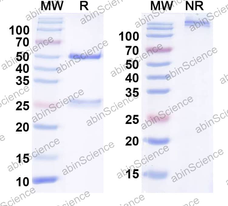 Anti-FGF11/FHF3 Recombinant Antibody (N92/22)