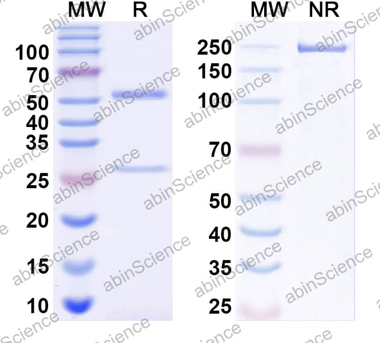 Human IgG1 fut Recombinant Isotype Control Antibody (13R4)