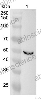 Anti-Human TMPRSS11E/DESC1 Polyclonal Antibody