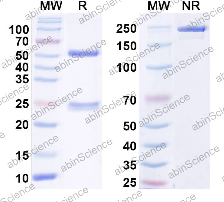 Anti-FGF14/FHF4 Recombinant Antibody (N56/22)