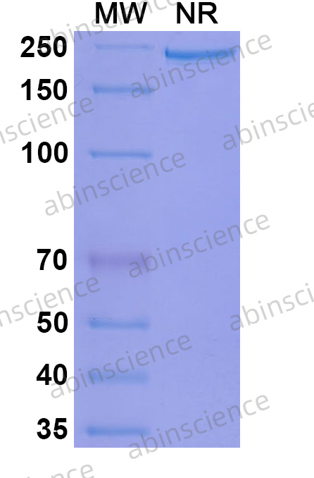 Anti-Human TIGIT Reference Antibody (Ociperlimab, RUO)