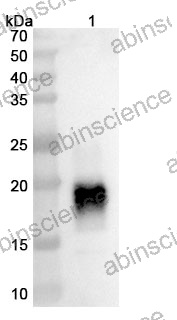 Research Grade Ralzapastotug