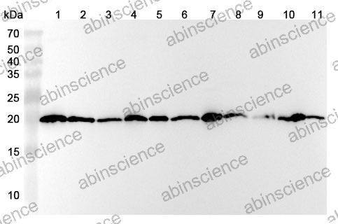 Anti-Human PTGES3/P23 Polyclonal Antibody
