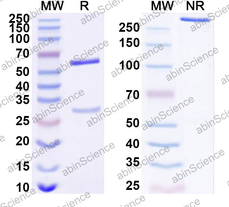 Anti-Human IRF4 Monoclonal Antibody (1A517)