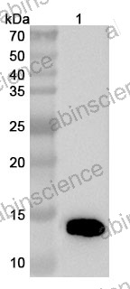 Anti-Human IL17A/F & IL13 & ALB Multispecific Reference Antibody (Galvokimig, RUO)