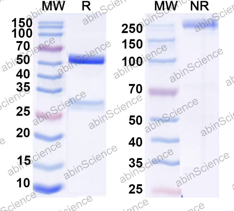 Anti-Human IA-2/PTPRN Recombinant Antibody (96/3)