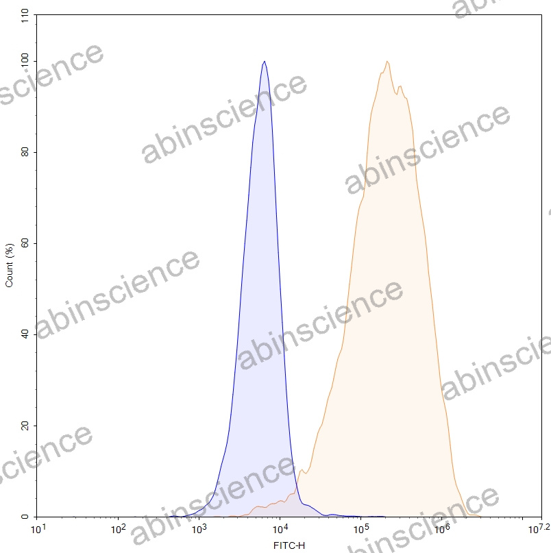 HEK293T Human AMHR2/MISRII Stable Cell Line