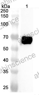 Anti-Human ENOX2 Polyclonal Antibody