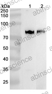 Anti-Human IKBKB Polyclonal Antibody
