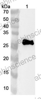 Anti-Human SOX15 Polyclonal Antibody