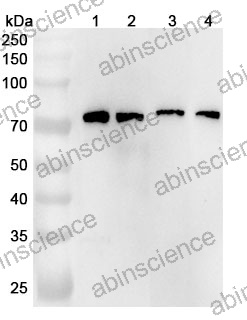 Anti-Human GPR37 Polyclonal Antibody