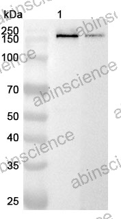 Anti-ADCY6 Polyclonal Antibody