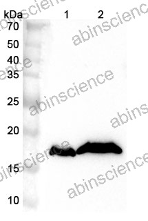 Anti-Human CYB5B Polyclonal Antibody